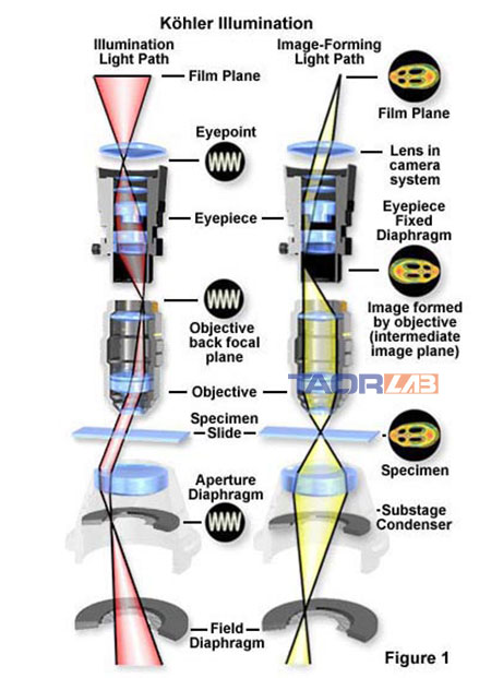 Microscopic spectrometer